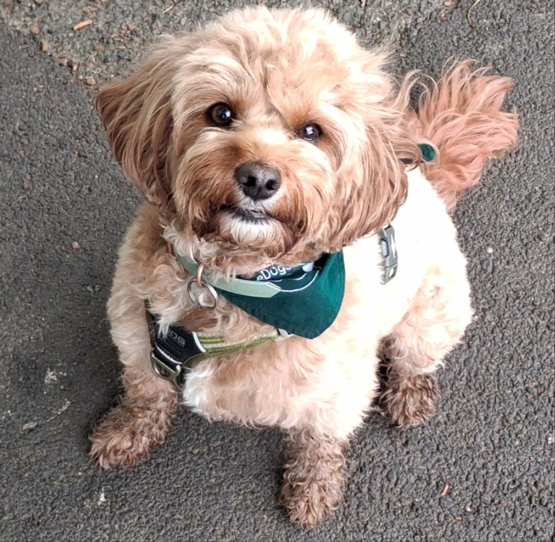 Photo of a small terrier dog