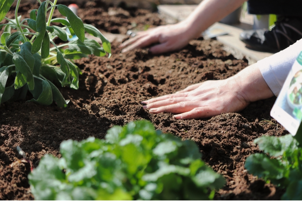 Close-up view of a vegetable patch with a person's hands touching the soil