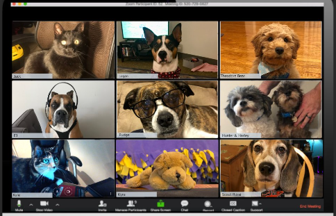 Pet Club