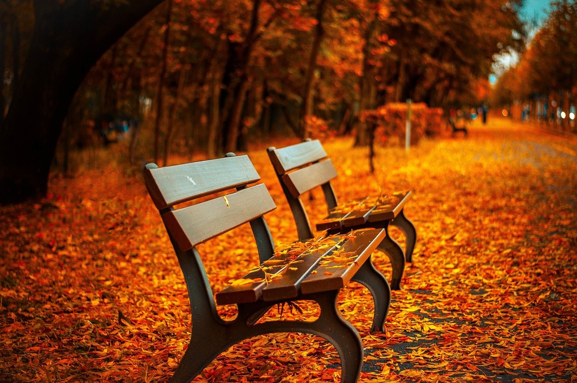 A wooden bench in a park in autumn
